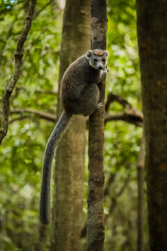 View of a crowned lemur perched on a tree trunk in the lush forest of the Reserve speciale d'Ankarana, Diana, Madagascar.