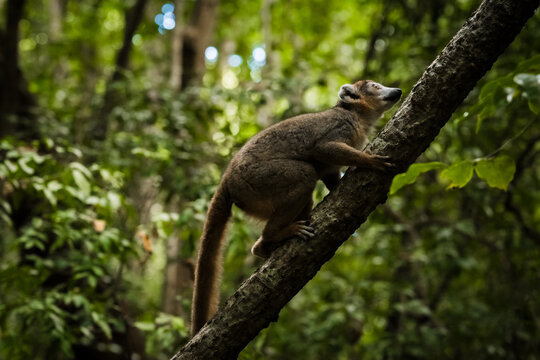 View of a lemur climbing a tree trunk in the lush forest of the Reserve speciale d'Ankarana, Diana, Madagascar.