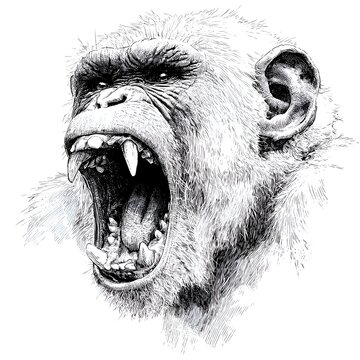 Detailed black and white ink drawing of a furious chimpanzee screaming with mouth wide open showing sharp teeth and fangs
