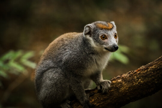 View of a crowned lemur perched on a tree branch in the lush forest of the reserve speciale d'ankarana, Diana, Madagascar.