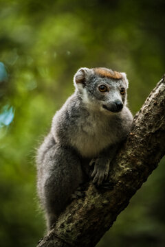 View of a crowned lemur perched on a tree branch in the lush forest of the reserve speciale d'ankarana, Diana, Madagascar.