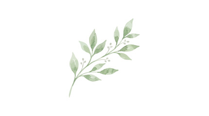 Fototapeta premium Watercolor Leaf Branch Isolated Transparent Background