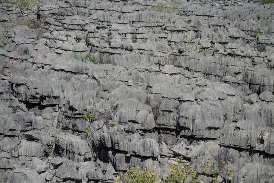 View of the sharp limestone rock formations known as tsingy in the Ankarana Special Reserve with sparse green vegetation in Diana, Madagascar.