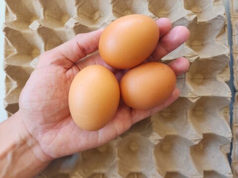 Hand holding three brown chicken eggs over a cardboard egg carton