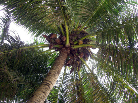 Coconuts growing on a tropical palm tree viewed from below