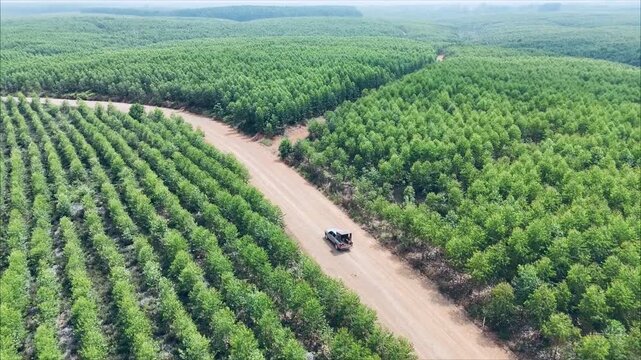 Aerial drone shot of a vast eucalyptus industrial plantation forest in Sumatra, Indonesia.