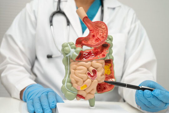 Digestive system with stomach and intestine, Asian doctor holding human model.