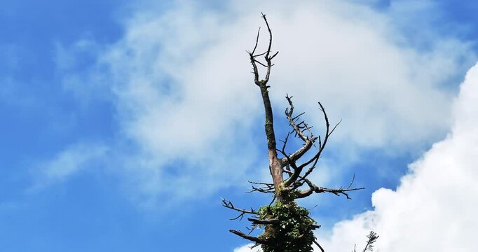 dead tree in the sky with running clouds 