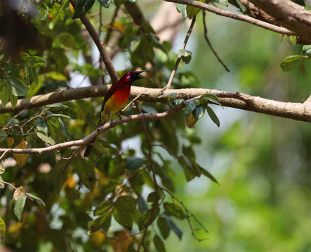 Colorful tropical sunbird perched on tree branch in green foliage