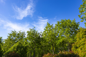 Fototapeta premium Lush Green Park Trees Under Blue Sky and White Clouds