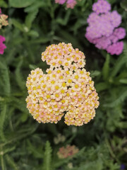 Pale Pink Yarrow Flowers Blooming in Garden © ThaiKhanh