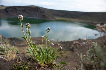 Laguna Azul volcanic crater lake surrounded by wildflowers in Patagonia near Rio Gallegos, Argentina. © Juan