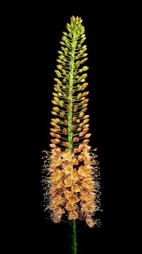 Orange eremurus foxtail lily flower spike blooming on black background