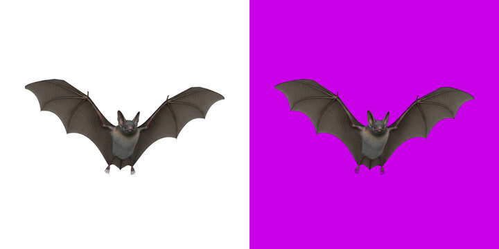 A small brown fruit bat flying with wings spread wide