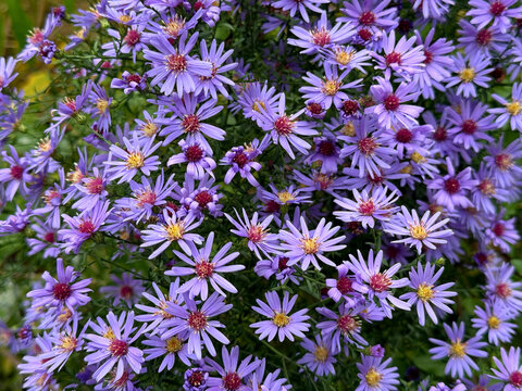 Symphyotrichum novi-belgii, New york aster, Michaelmas daisy, Sapphire aster, New England asters flowers.