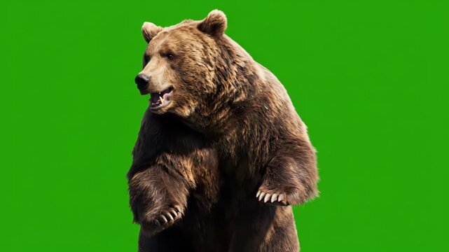 Grizzly Bear Standing on Hind Legs Against Green Screen Background for Wildlife Photography and Nature Documentaries