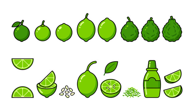 Fresh lime and bergamot citrus fruit clip art set vector illustration featuring whole green kaffir lime slices zest juice bottle and seeds