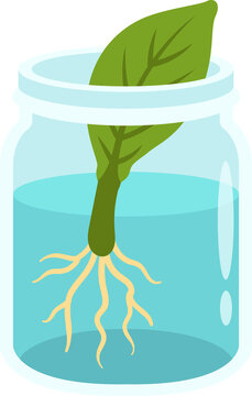 Green leaf cutting with developing roots growing in a glass jar filled with water for propagation