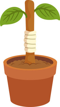 Grafted tree sapling with fresh green leaves growing in a brown clay pot for garden propagation