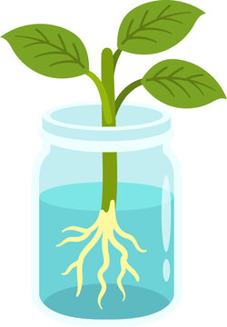 Fresh green sprout with roots developing in a clear glass mason jar filled with water