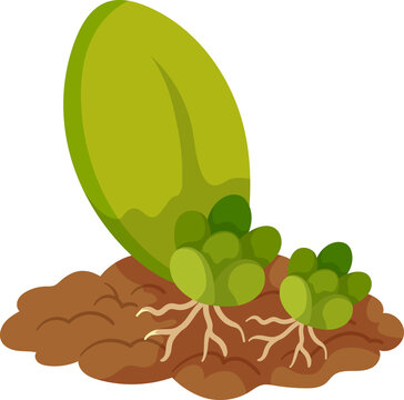 Succulent leaf propagation showing baby plants and roots growing in rich brown soil