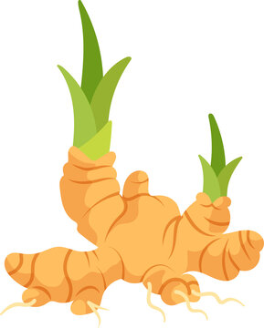 Fresh organic ginger root with green sprouts for herbal medicine
