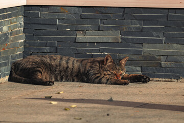 Sleeping Tabby Cat Resting by a Stone Wall © KieuLan