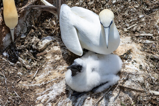 Quebec, Canada, 15 July 2026 : Adult gannet sits beside its fluffy white chick on a rocky nest.