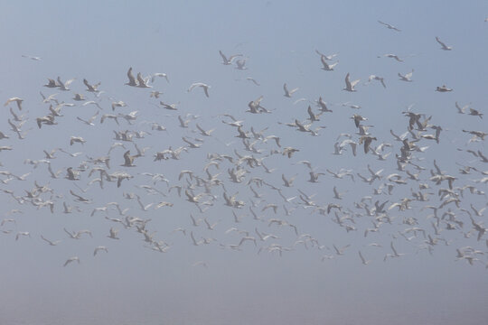 Gaspesie, Canada, 17 June 2026 : A large flock of seagulls flies through a hazy sky.