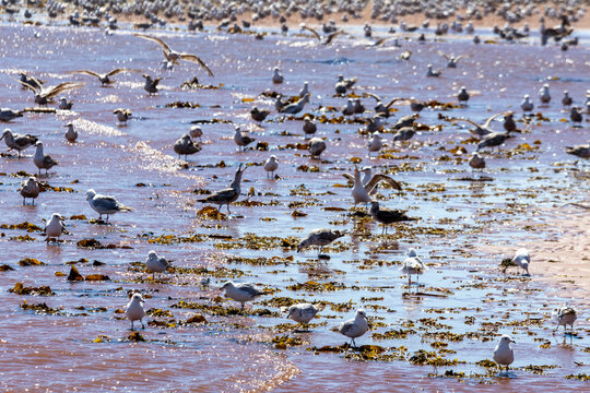 Gaspesie, Canada, 17 June 2026 : Numerous seagulls gather and feed in shallow water filled with seaweed along a sunny coastline