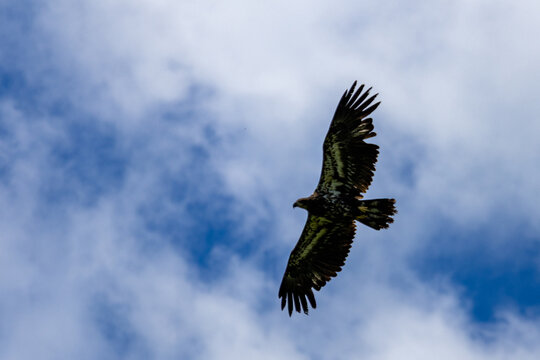 Gaspesie, Quebec, 15 July 2026 : A large bird of prey soars with wings spread against a cloudy blue sky.