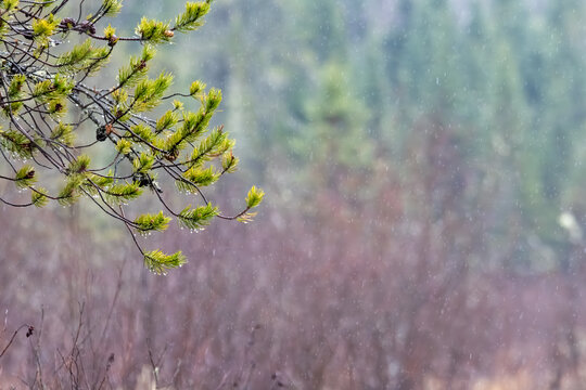 La Tuque, Quebec, 14 May 2026 : Pine tree branch with green needles covered in raindrops against a blurred forest background during a rain shower