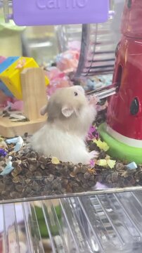 A cute fluffy hamster drinking fresh water from a watermelon shaped dispenser in its cage