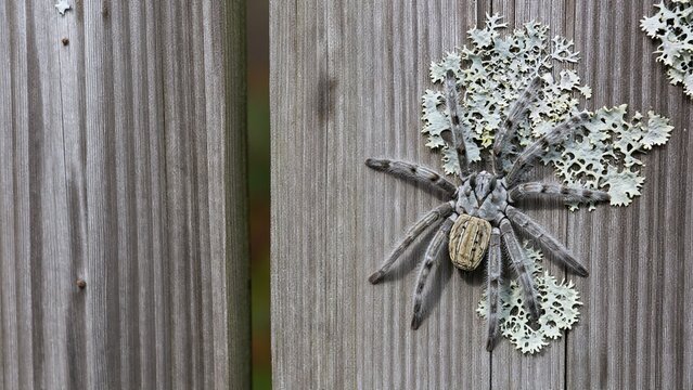 Spider Crawling On Weathered Wood With Lichen Background