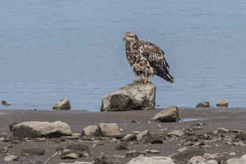 Juvenile bald eagle perched on a boulder by a lake. © Lecia Michelle