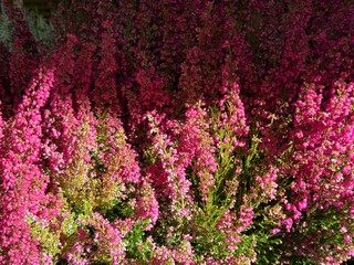 Obraz premium Heather Calluna vulgaris flowering plant.