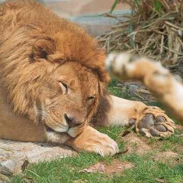close up the peaceful calm lion face when it resting in the afternoon