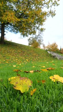 CLOSE UP, DOF, VERTICAL: Yellow fallen leaves are scattered on wet green grass beneath a colourful autumn tree. After the October rain, the garden slope is completely covered with vibrant foliage.