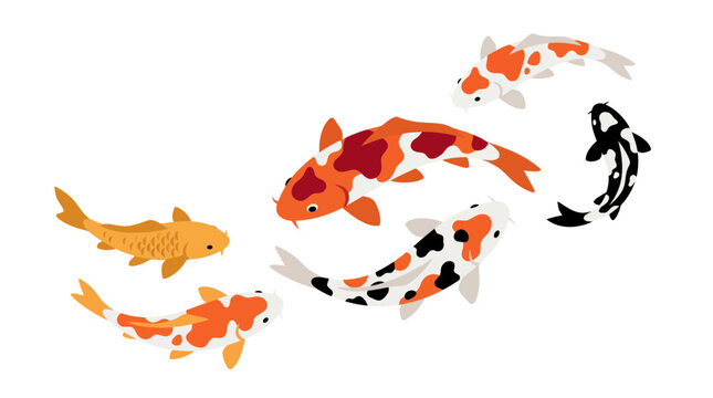Colorful koi fish swimming in water