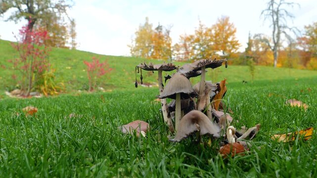 CLOSE UP, DOF: Cluster of wild mushrooms grows from green autumn lawn among fallen leaves. Dark gills, slender stems, and drooping caps stand out against a softly focused hillside with colorful trees.