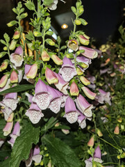 Close-Up of Pink and Purple Foxglove Flowers Blooming at Night © LamTri