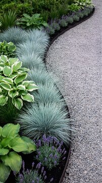 Impeccably designed curved garden border with spiky blue fescue grasses, broad variegated hosta leaves and purple lavender spikes edging a clean gravel pathway.
