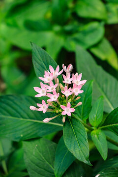 Pink pentas flower cluster with green leaves