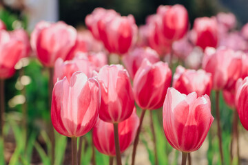 Obraz premium Blooming Pink Tulips in Spring Garden