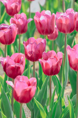 Fototapeta premium Pink Tulips Blooming in Spring Garden
