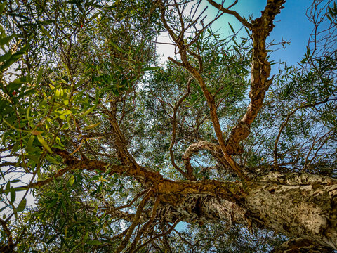 Low angle view of paperbark tree trunk and branches Melaleuca leucadendra with green canopy against sunny sky