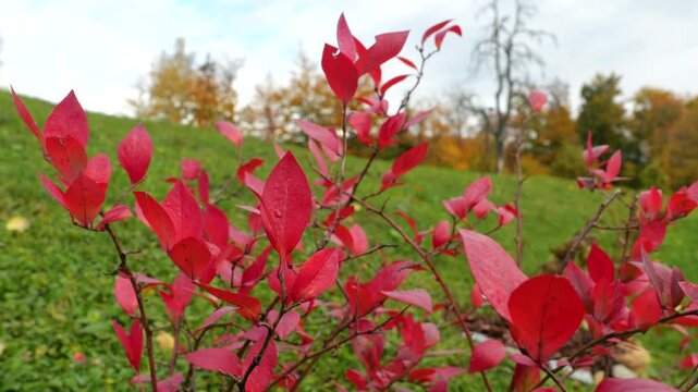 CLOSE UP, DOF: Bright red leaves cover a cultivated blueberry bush in a countryside garden. Highbush shrub stands before a green hillside and softly blurred autumn trees under cloudy October light.