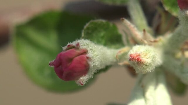 Apple tree (Malus domestica) at pink bud stage &mdash; closed rose-pink petals framed by white downy hairs and young leaves in warm spring light. Macro, shallow depth of field, static shot