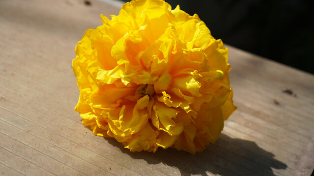Yellow silk cotton flowers with scientific name Cochlospermum regium, fall to the ground slightly withered, the plant is known as the yellow cotton tree.