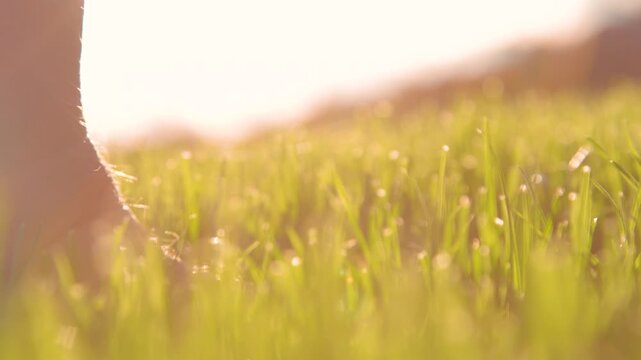 CLOSE UP, DOF, LENS FLARE, LOW ANGLE: Bare male foot stepping through cultivated green grass in warm golden light of setting sun. Peaceful evening walk across trimmed lawn in a dreamy rural garden.